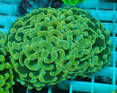 画像1: No.45 ナガレハナサンゴ　イエローゴールド (1)