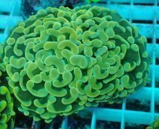 画像2: No.45 ナガレハナサンゴ　イエローゴールド (2)