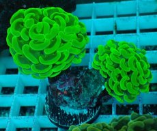 画像1: No.46 ナガレハナサンゴ　メタリックグリーン (1)