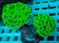 画像2: No.46 ナガレハナサンゴ　メタリックグリーン (2)