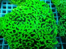 画像1: No.47 ナガレハナサンゴ　メタリックグリーン (1)