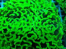 画像2: No.47 ナガレハナサンゴ　メタリックグリーン (2)