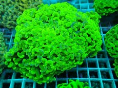 画像1: No.48 ナガレハナサンゴ　マーブルグラデーション (1)