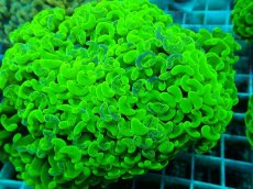 画像2: No.48 ナガレハナサンゴ　マーブルグラデーション (2)