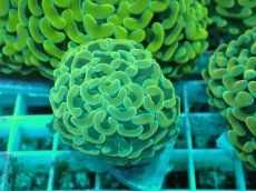 画像1: No.49 ナガレハナサンゴ　イエローゴールド (1)