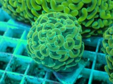 画像2: No.49 ナガレハナサンゴ　イエローゴールド (2)