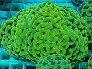 ナガレハナサンゴ　メタリックグリーン ナガレハナサンゴ 先メタグリーン | 海水魚図鑑（過去入荷）,サンゴ