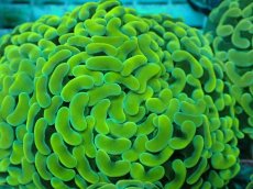 画像2: No.50 ナガレハナサンゴ　イエローゴールド (2)