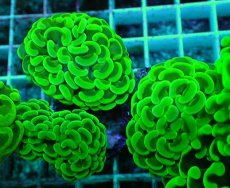 画像1: No.51 ナガレハナサンゴ　メタリックグリーン (1)