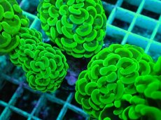 画像2: No.51 ナガレハナサンゴ　メタリックグリーン (2)