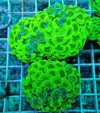 画像1: No.52 ナガレハナサンゴ　マーブルグラデーション (1)