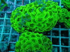 画像2: No.52 ナガレハナサンゴ　マーブルグラデーション (2)