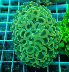 画像1: No.53 ナガレハナサンゴ　イエローゴールド (1)