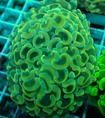 画像2: No.53 ナガレハナサンゴ　イエローゴールド (2)