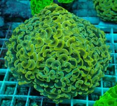 画像1: No.54 ナガレハナサンゴ　イエローゴールド (1)