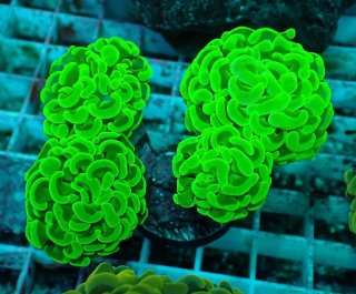 No.47 ナガレハナサンゴ メタリックグリーンを買うならアクアスタイル