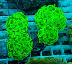 画像2: No.55 ナガレハナサンゴ　メタリックグリーン (2)