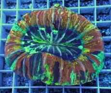 画像1: No.71 オオバナサンゴ　スペシャルマルチカラー (1)