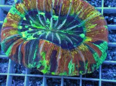 画像2: No.71 オオバナサンゴ　スペシャルマルチカラー (2)