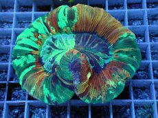 画像1: No.72 オオバナサンゴ　スペシャルマルチカラー (1)
