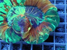 画像2: No.72 オオバナサンゴ　スペシャルマルチカラー (2)