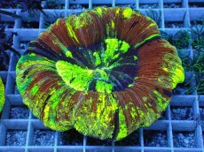 画像1: No.73 オオバナサンゴ　スペシャルマルチカラー (1)