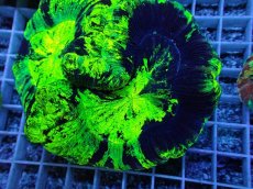 画像2: No.74 オオバナサンゴ　メタリックカラー (2)