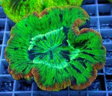 画像1: No.75 オオバナサンゴ　スペシャルマルチカラー (1)