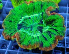 画像2: No.75 オオバナサンゴ　スペシャルマルチカラー (2)