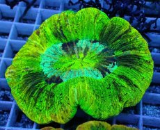 画像1: No.76 オオバナサンゴ　スペシャルマルチカラー (1)