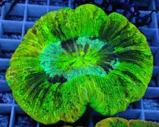 画像2: No.76 オオバナサンゴ　スペシャルマルチカラー (2)