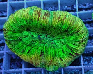 No.36 オオバナサンゴ マルチカラーを買うならアクアスタイルユー 大阪