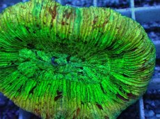 画像2: No.77 オオバナサンゴ　マルチカラー (2)