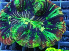 画像2: No.78 オオバナサンゴ　スペシャルマルチカラー (2)