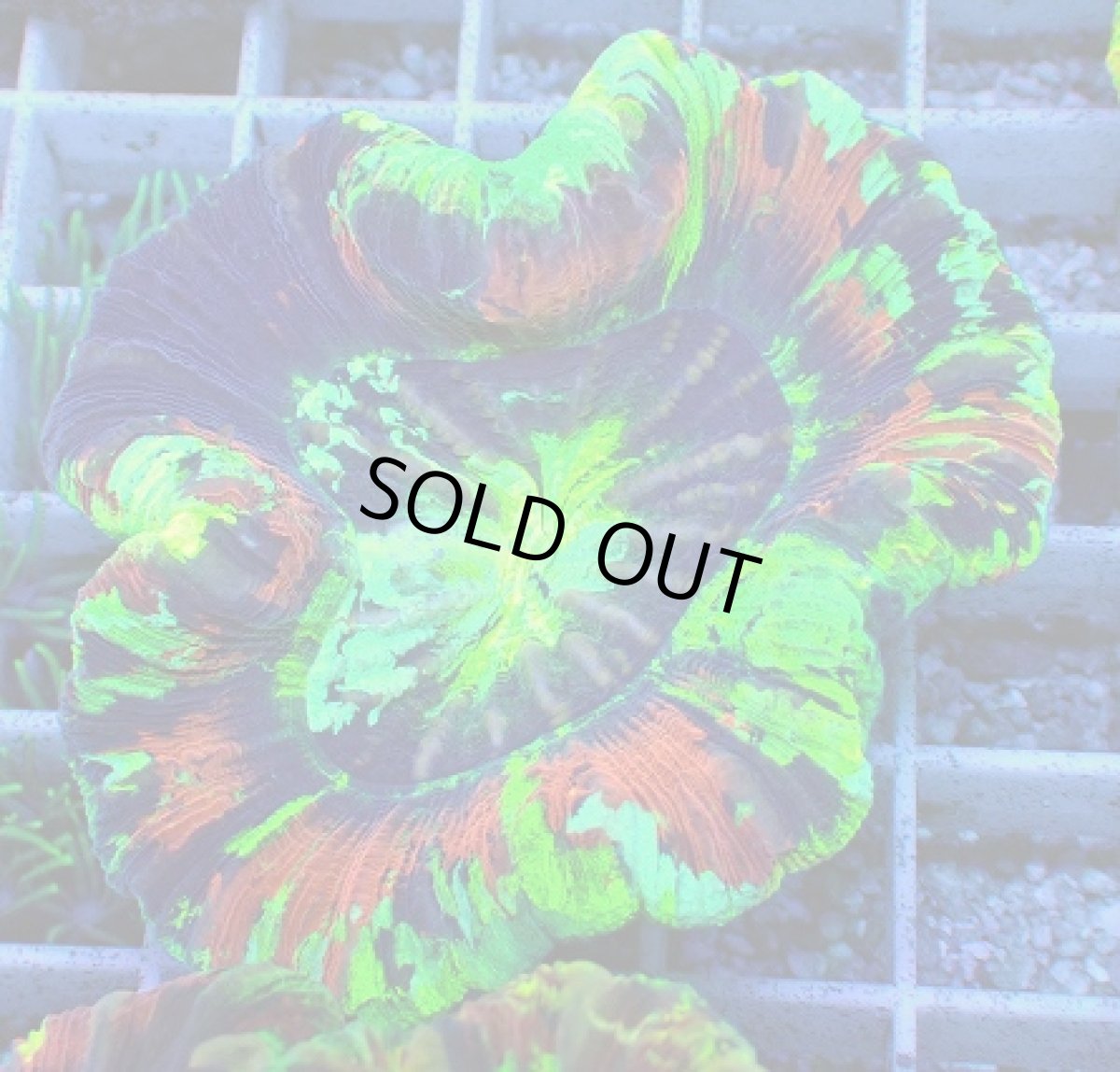 画像1: No.79 オオバナサンゴ　スペシャルマルチカラー (1)