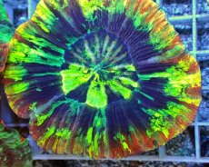 画像2: No.80 オオバナサンゴ　スペシャルマルチカラー (2)