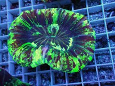 画像1: No.81 オオバナサンゴ　スペシャルマルチカラー (1)