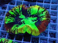 画像1: No.82 オオバナサンゴ　スペシャルマルチカラー (1)