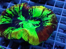 画像2: No.82 オオバナサンゴ　スペシャルマルチカラー (2)