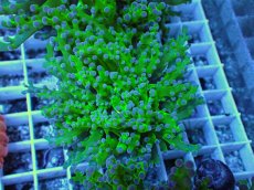 画像1: No.2 コエダナガレハナサンゴ（タコアシ） (1)