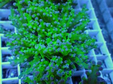 画像2: No.2 コエダナガレハナサンゴ（タコアシ） (2)