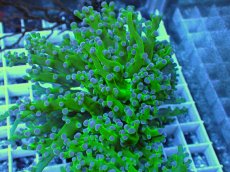 画像1: No.3 コエダナガレハナサンゴ（タコアシ） (1)