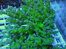 画像2: No.3 コエダナガレハナサンゴ（タコアシ） (2)