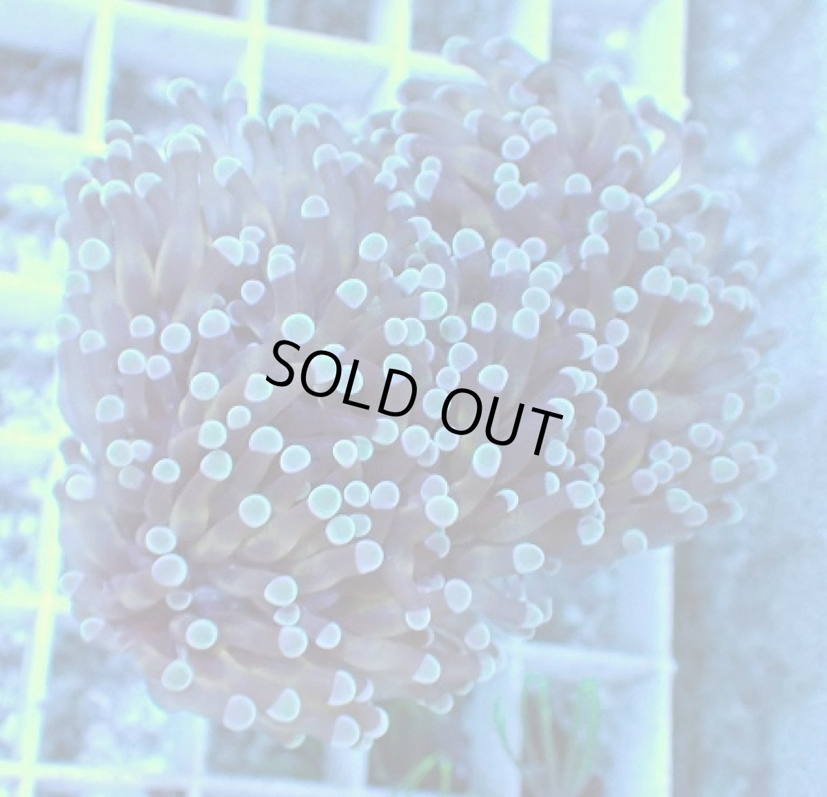 画像1: No.1 トンガ産 カンムリハナサンゴ (1)