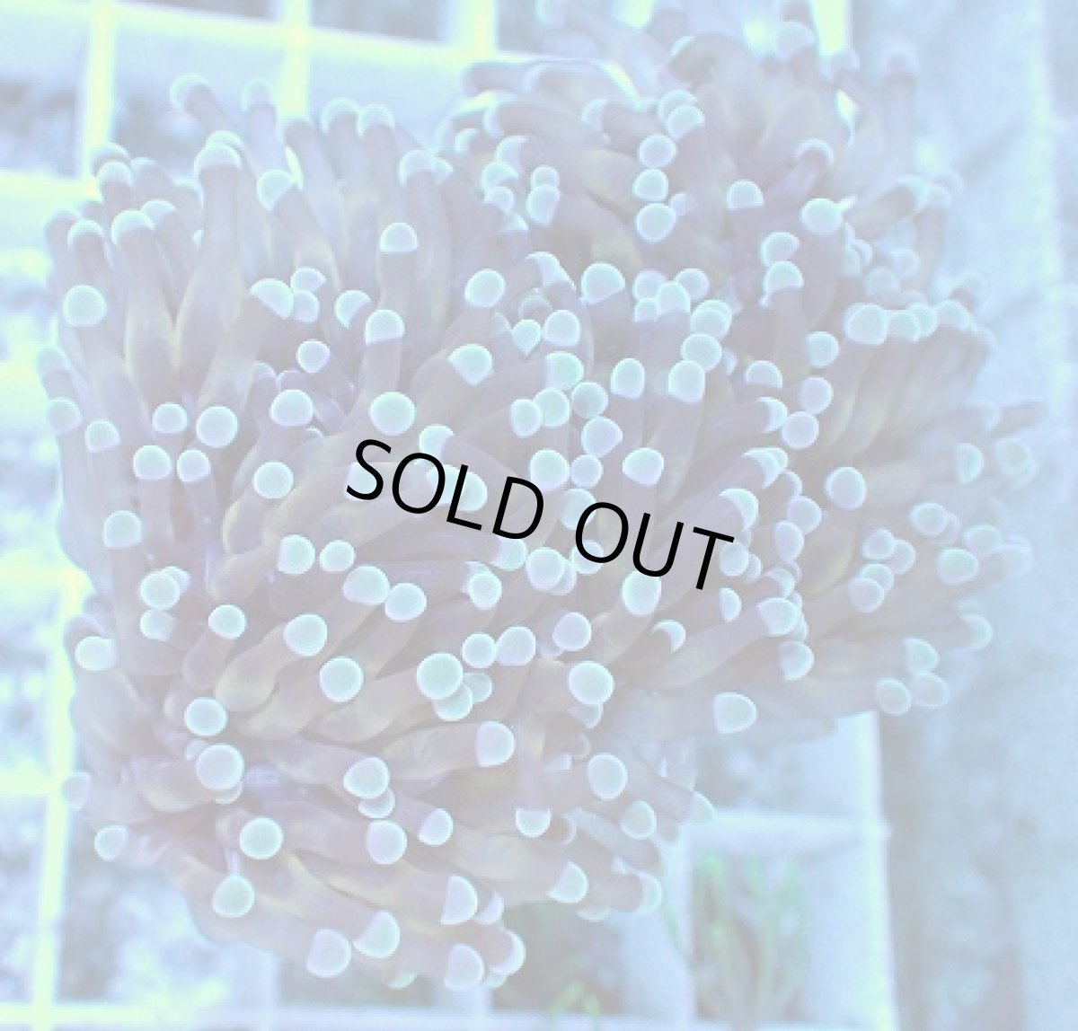 画像2: No.1 トンガ産 カンムリハナサンゴ (2)