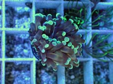 画像1: No.2 トンガ産 カンムリハナサンゴ (1)