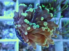 画像2: No.2 トンガ産 カンムリハナサンゴ (2)