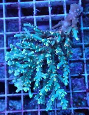 画像1: No.1 スペシオーサ (1)