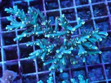 画像1: No.2 スペシオーサ (1)