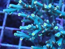 画像2: No.2 スペシオーサ (2)